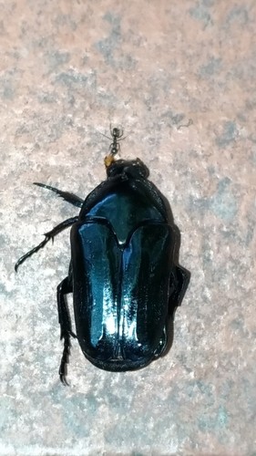 Thaumastopeus (Thaumastopeus)