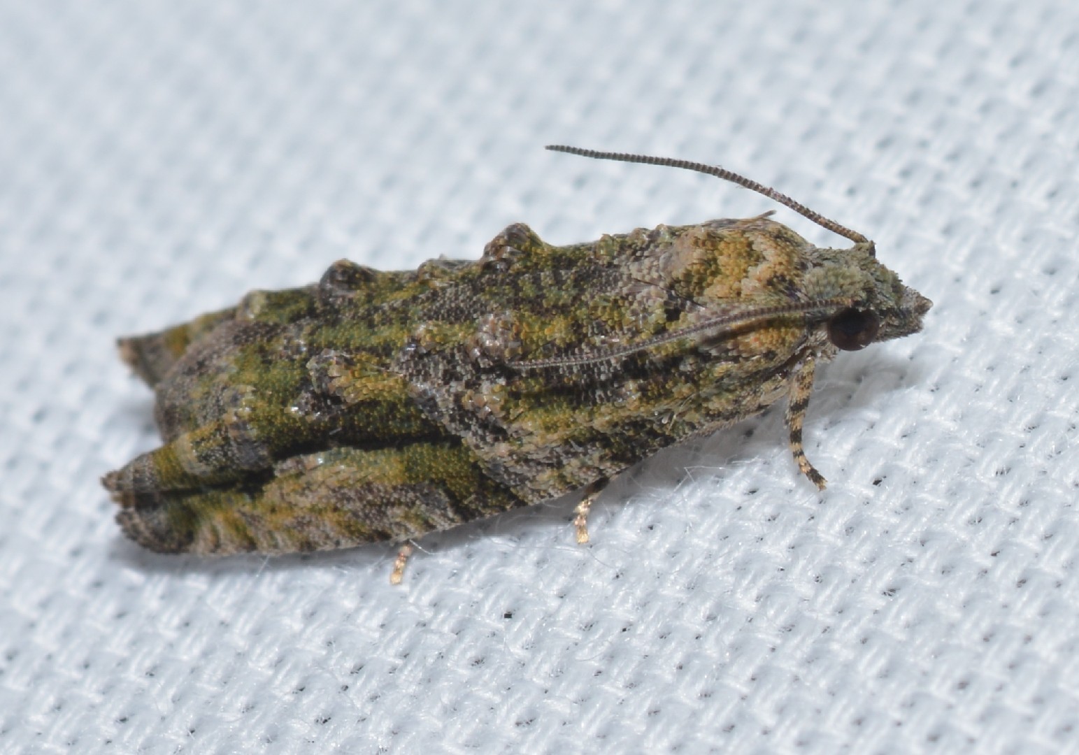 Proteoteras (Proteoteras)