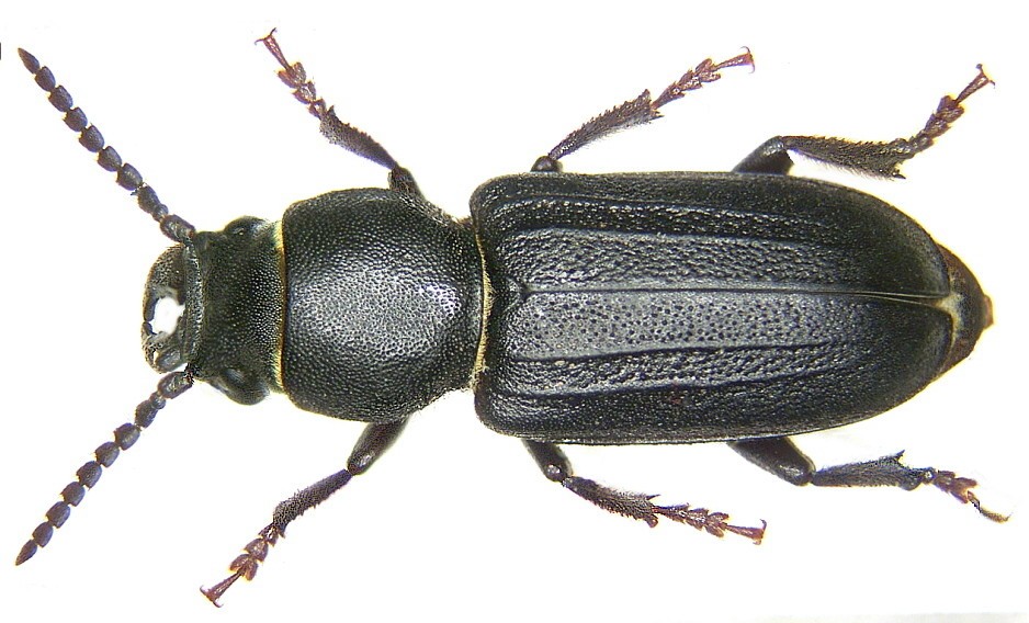 Spondylis (Spondylis)