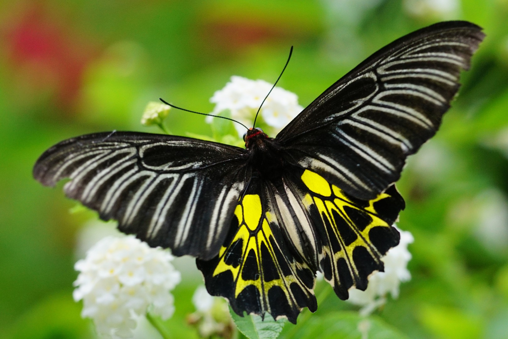 Birdwings (Troides)