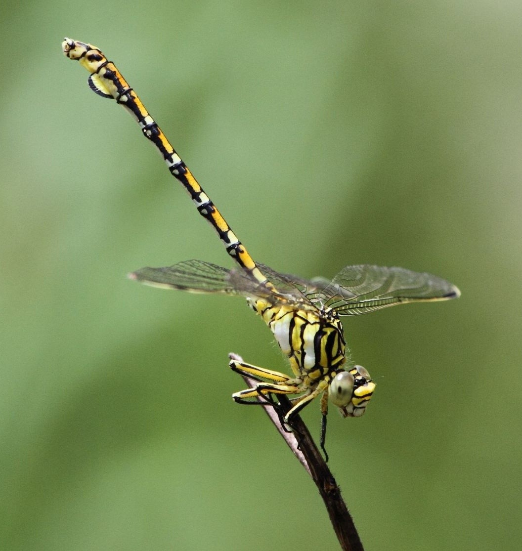 Ceratogomphus (Ceratogomphus)