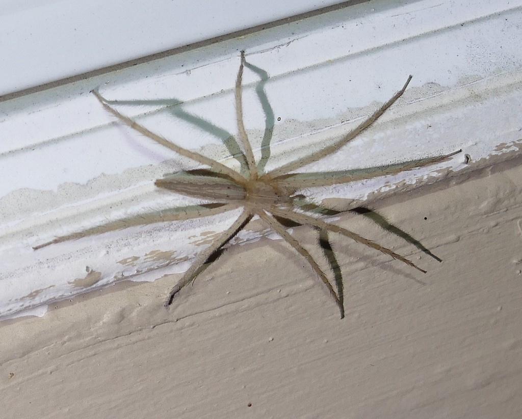 Nursery web spiders (Pisaurina)