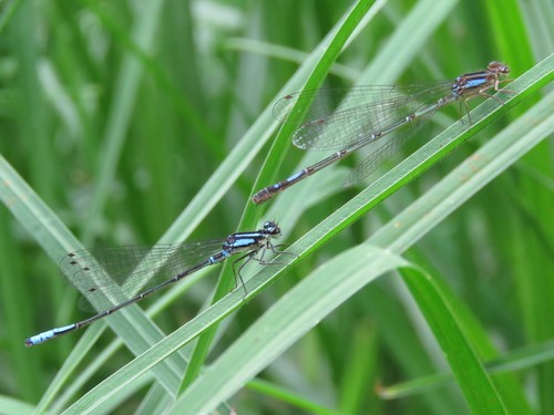 Mesamphiagrion (Mesamphiagrion)