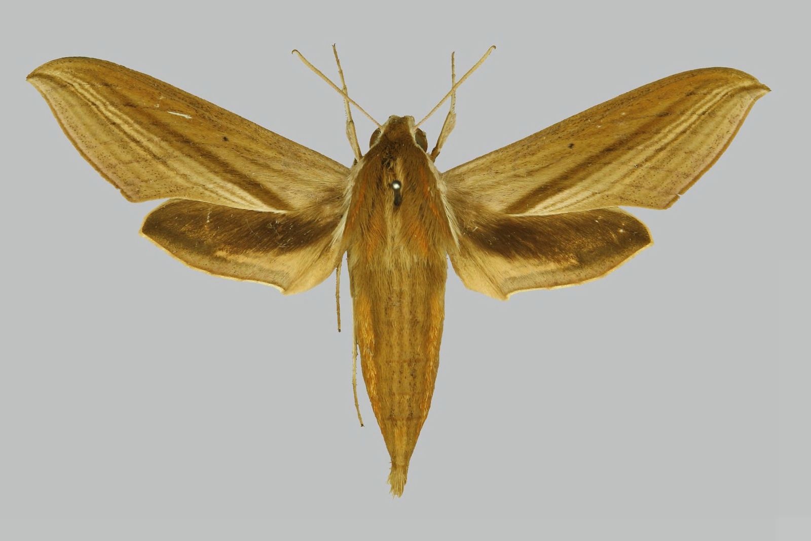 日本斜紋天蛾(Theretra japonica) - Picture Insect