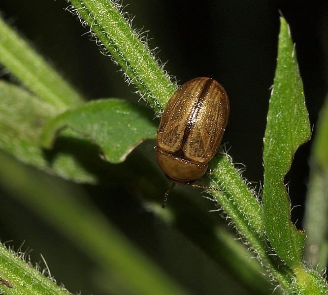 Gonioctena (Gonioctena) Picture Insect
