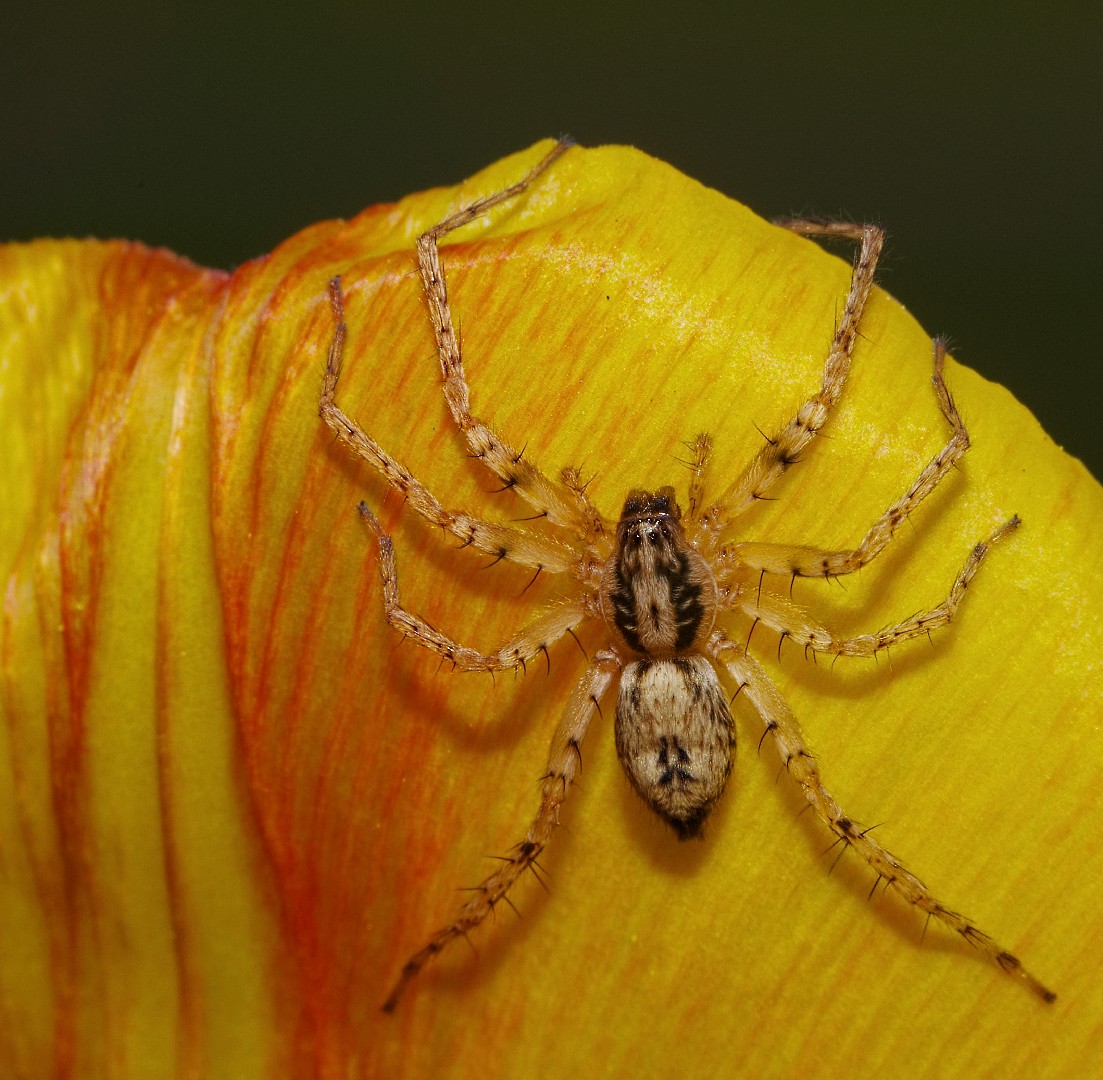 Whistling Spider | Phlogiellus sp- whistling, barking or bir… | Flickr