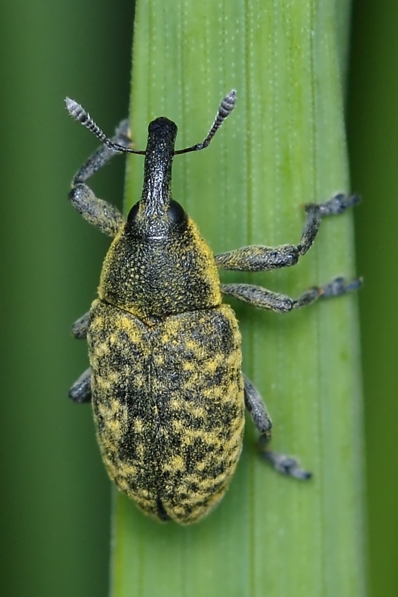 Larinus (Larinus)