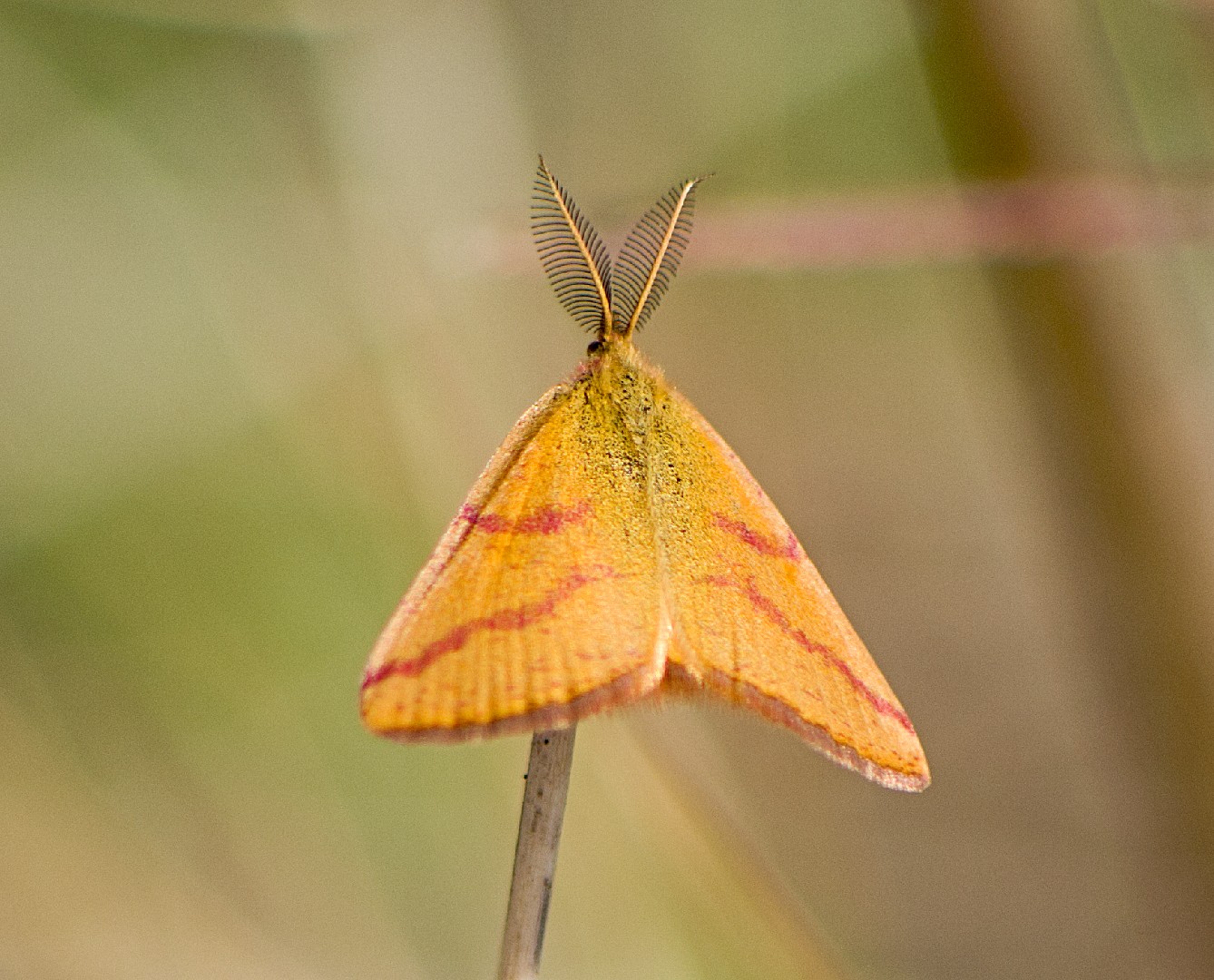Purple-barred yellow