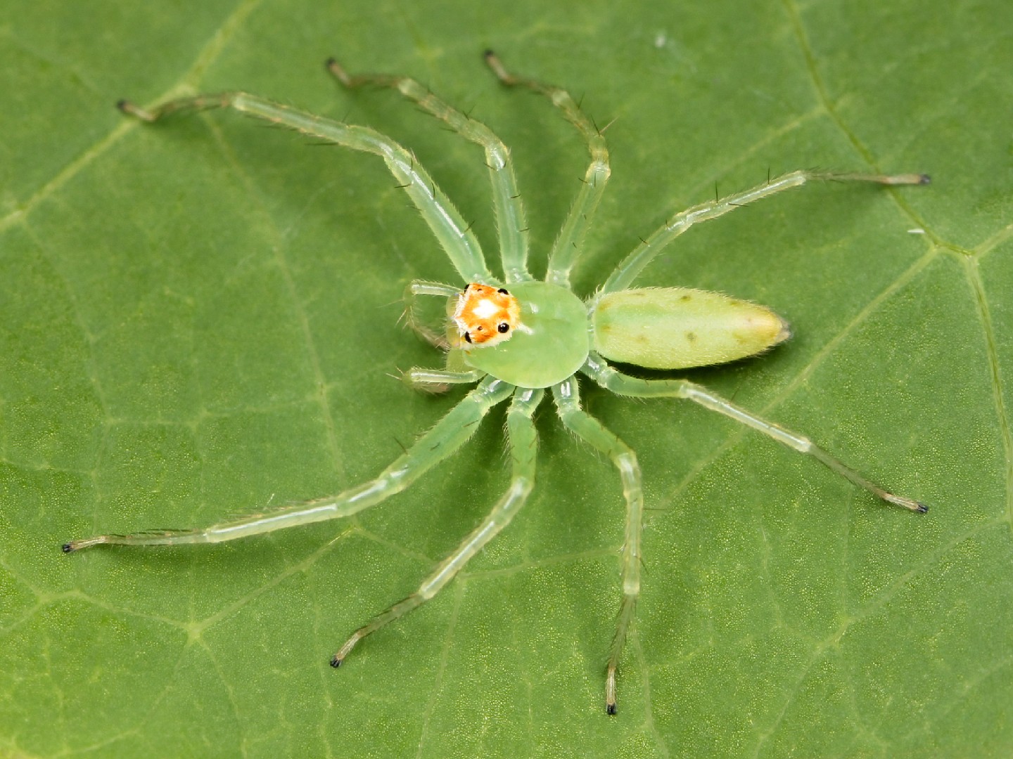 Araña saltarina verde enmascarada (Lyssomanes viridis)