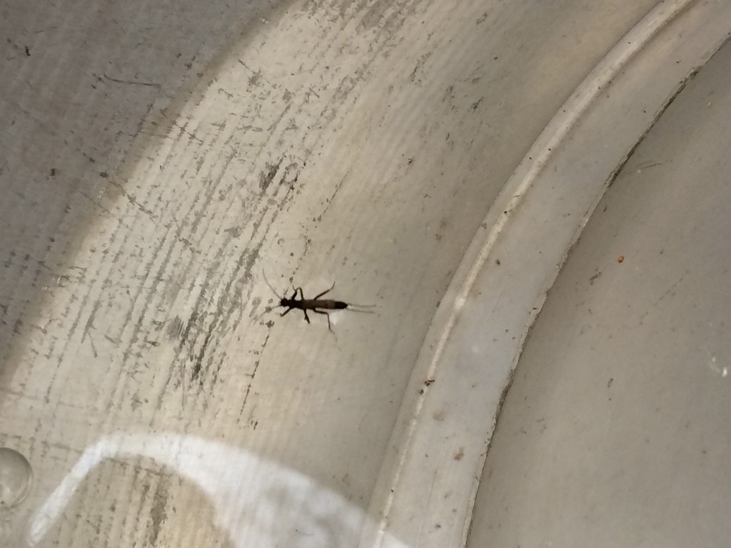 Allocapnia (Allocapnia)