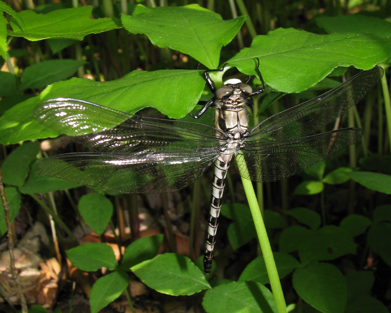 Tachopteryx (Tachopteryx)