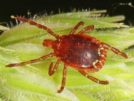 シカダニの見分け方