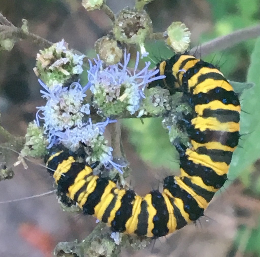 Phaloesia (Phaloesia)