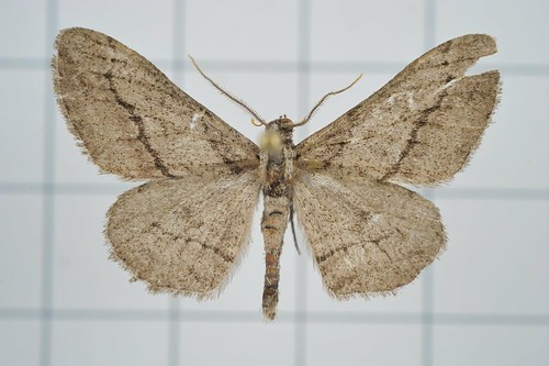 Rikiosatoa (Rikiosatoa)