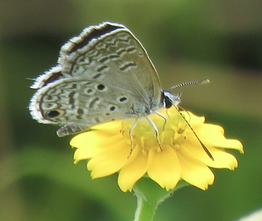 Hanno blue