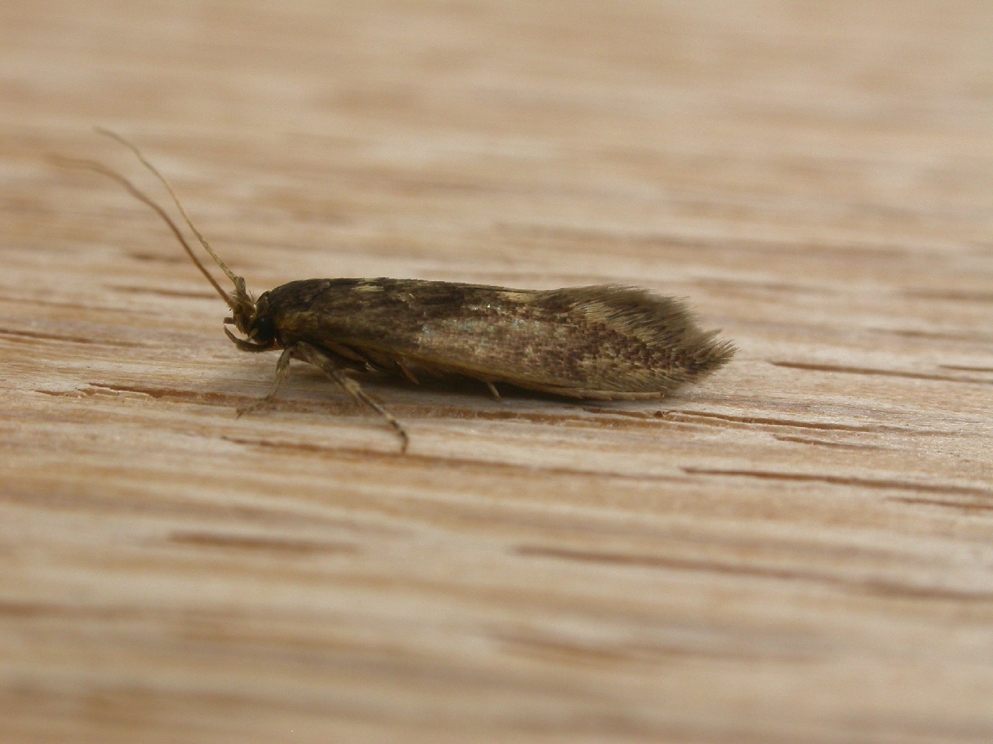 Detritus moth