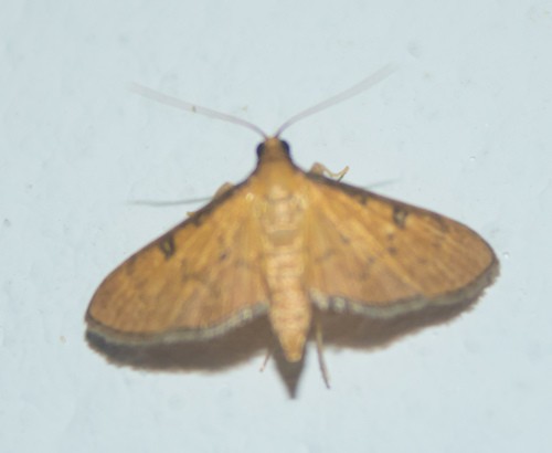 Tatobotys (Tatobotys)
