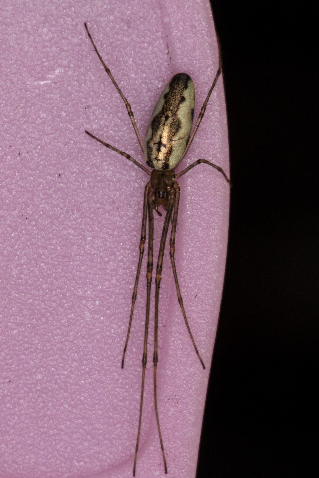 Тетрагната горная (Tetragnatha montana) - Picture Insect