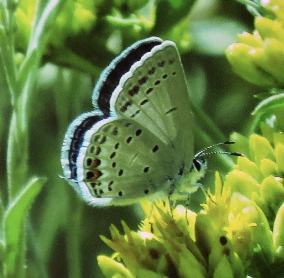 枯灰蝶屬 (Cupido)