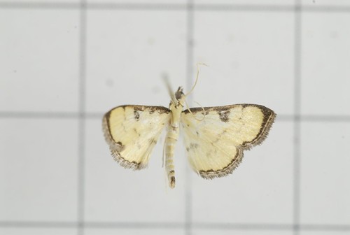 Goniorhynchus (Goniorhynchus)