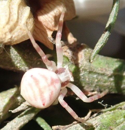 Thomisus citrinellus (Thomisus citrinellus) Picture Insect