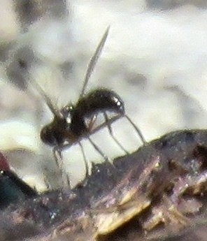 Black scavenger flies (Sepsidae)