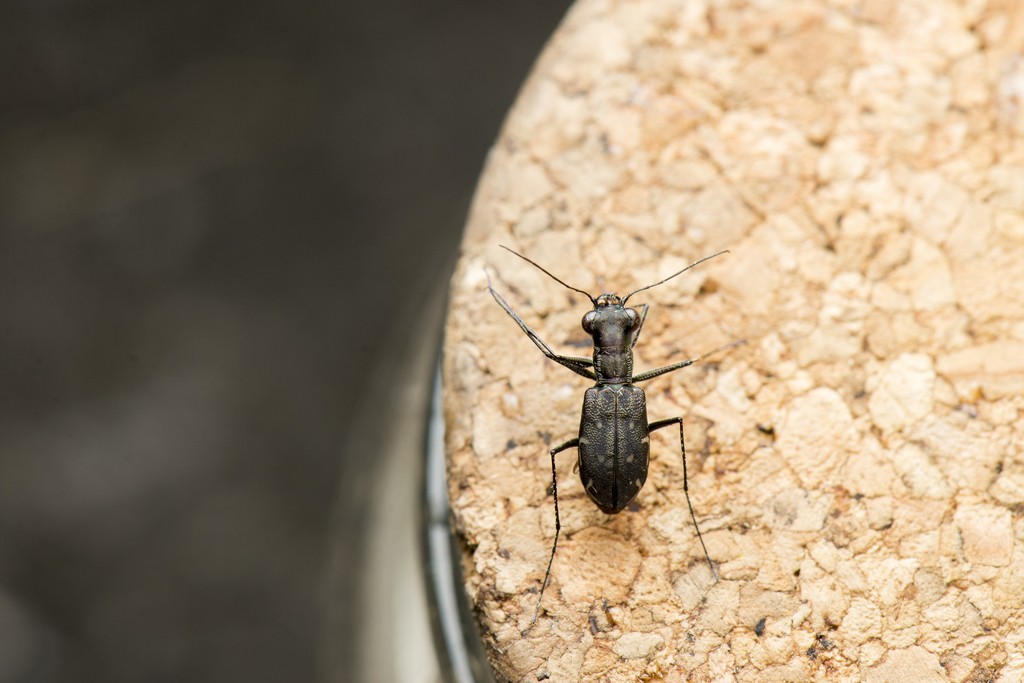 Rounded-thorax tiger beetles (Cylindera)