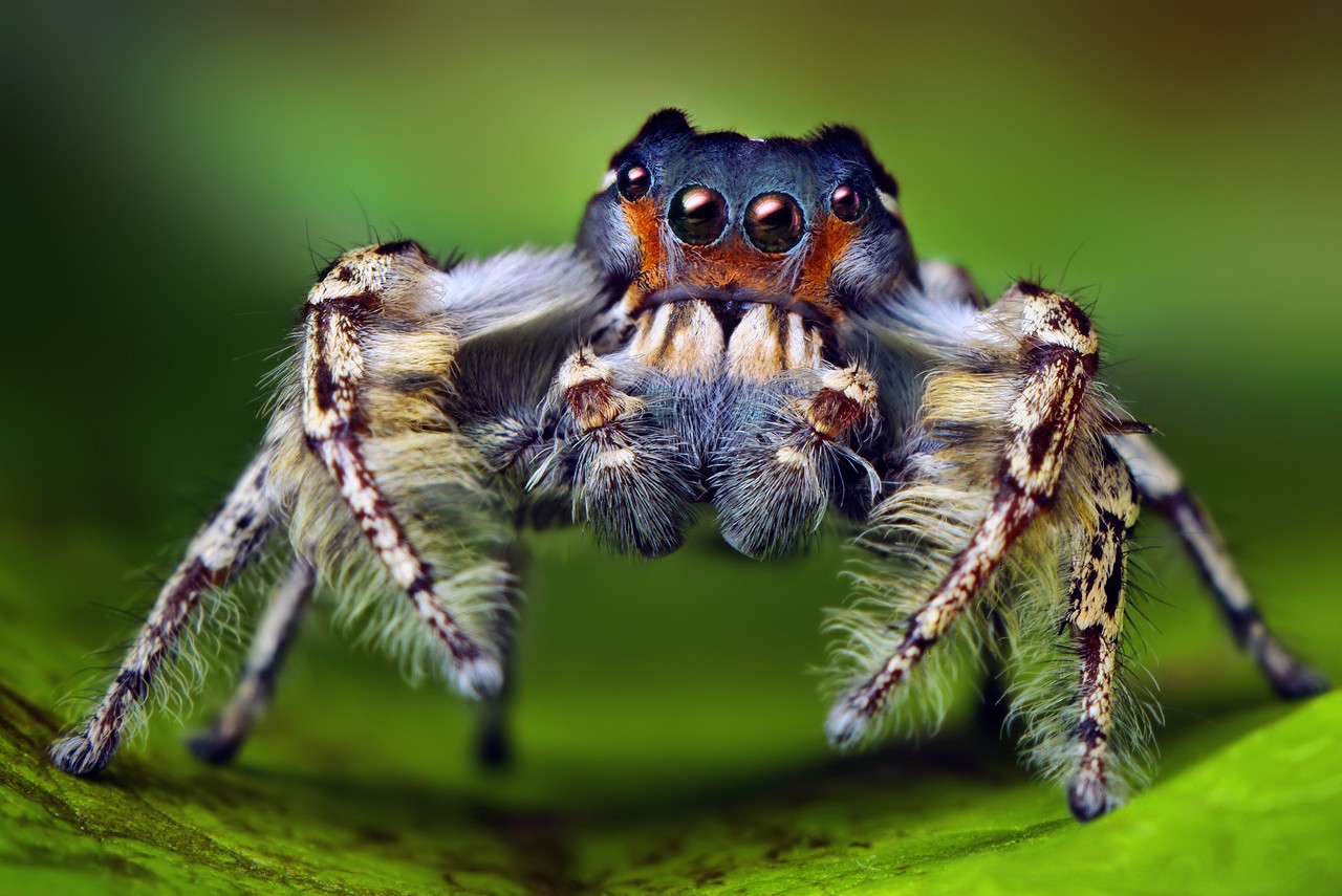 The Putnam's jumping spider, Lifestyles