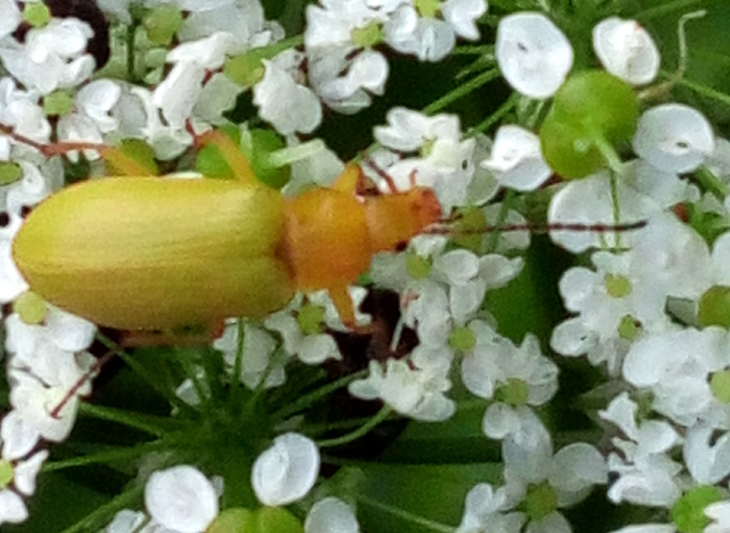 Cteniopus sulphureus (Cteniopus sulphureus) Picture Insect