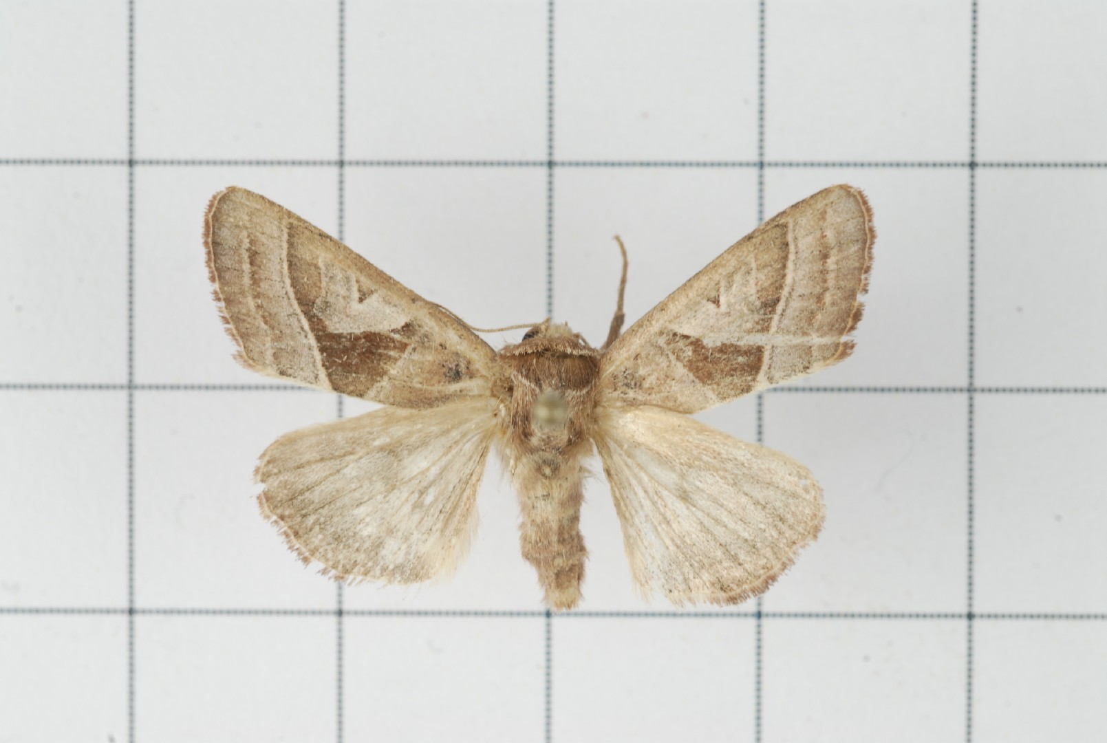 Conservula (Conservula)