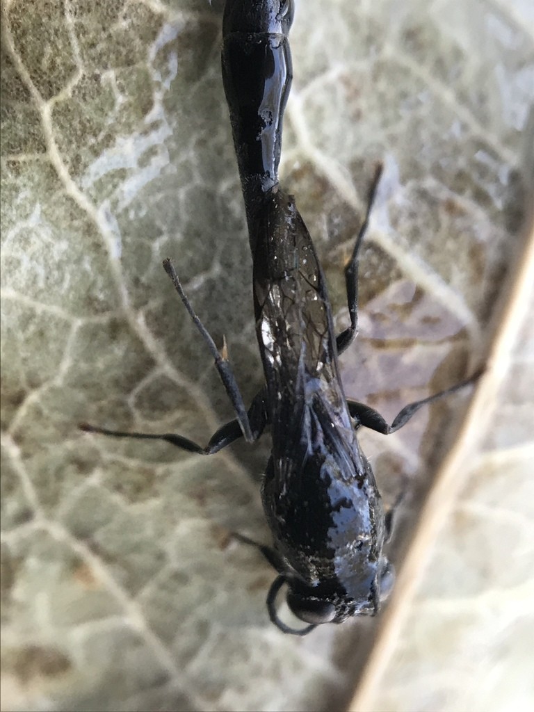 Trypoxylon (Trypoxylon)