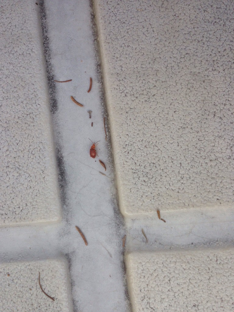 Tricholochmaea (Tricholochmaea)