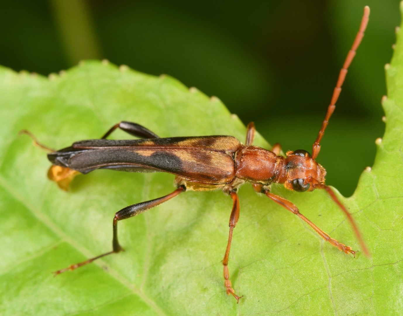 Bellamira (Bellamira)