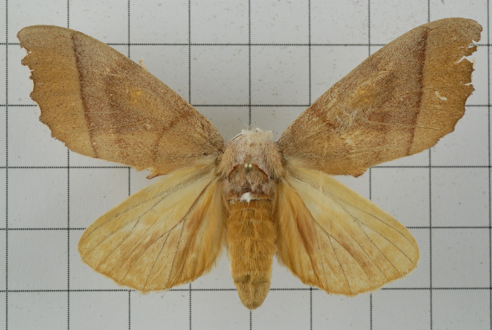 Euhampsonia (Euhampsonia)