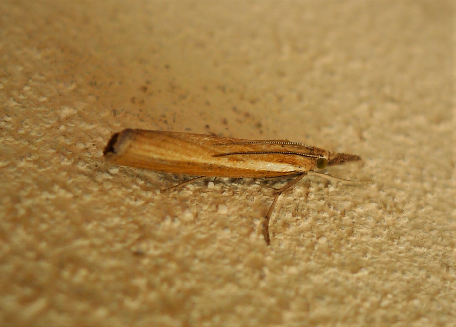 Gestreifter Graszünsler (Agriphila tristella) Picture Insect
