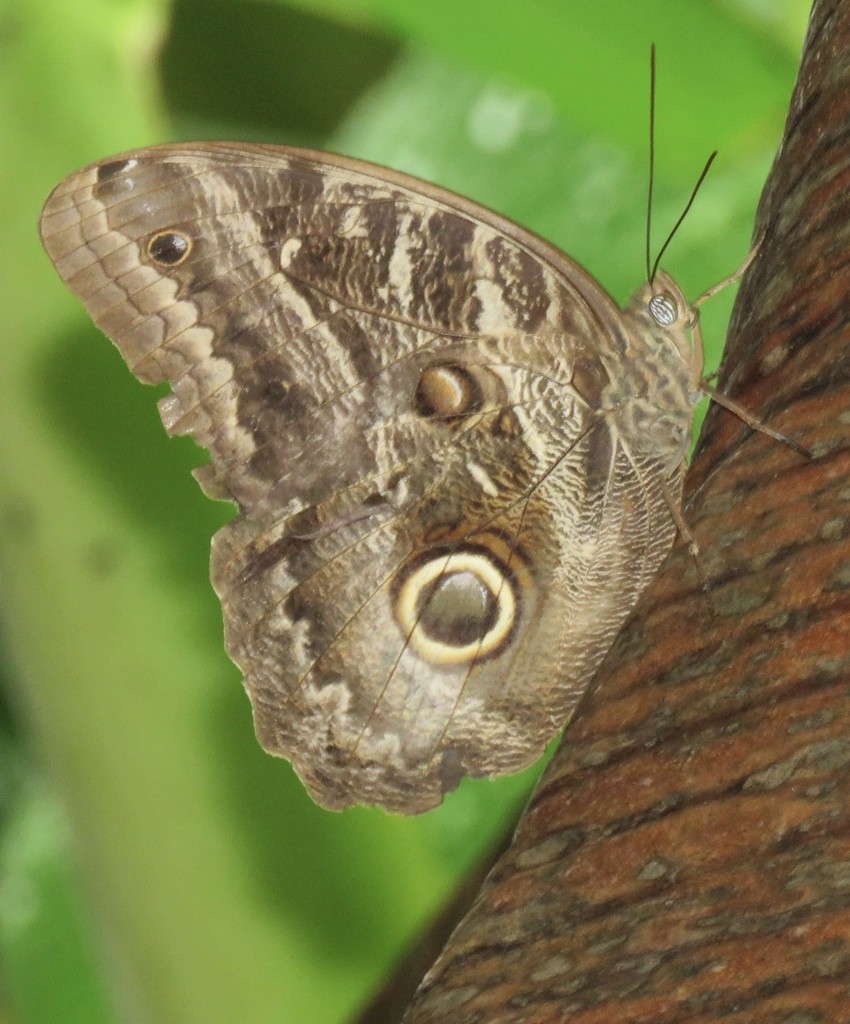 Caligo illioneus