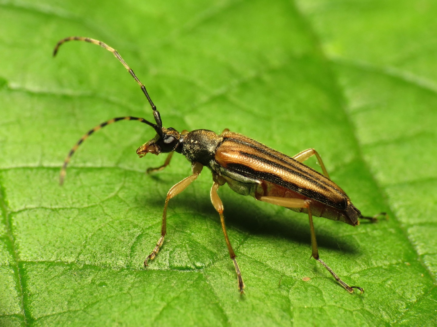 Analeptura (Analeptura)