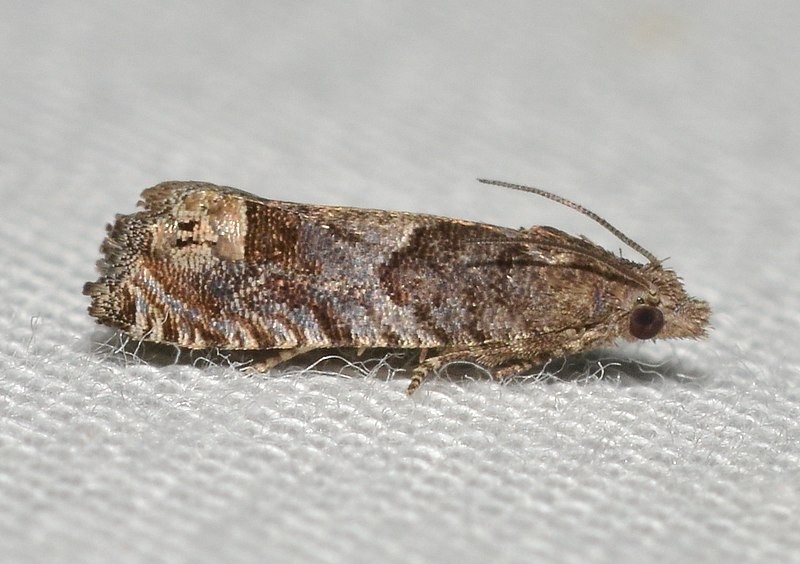 Eucosma (Eucosma)