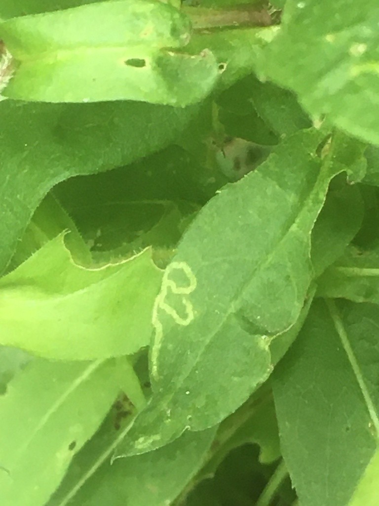 Ophiomyia (Ophiomyia)