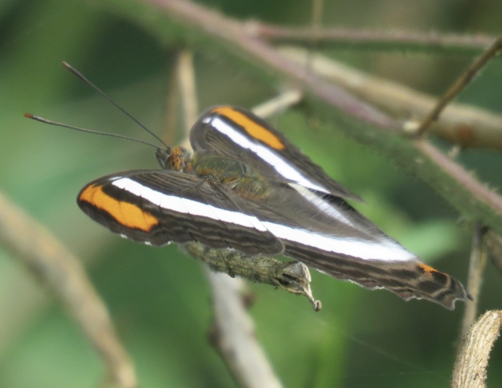 Adelpha (Adelpha)