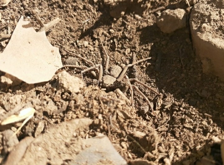 Six-eyed sand spider
