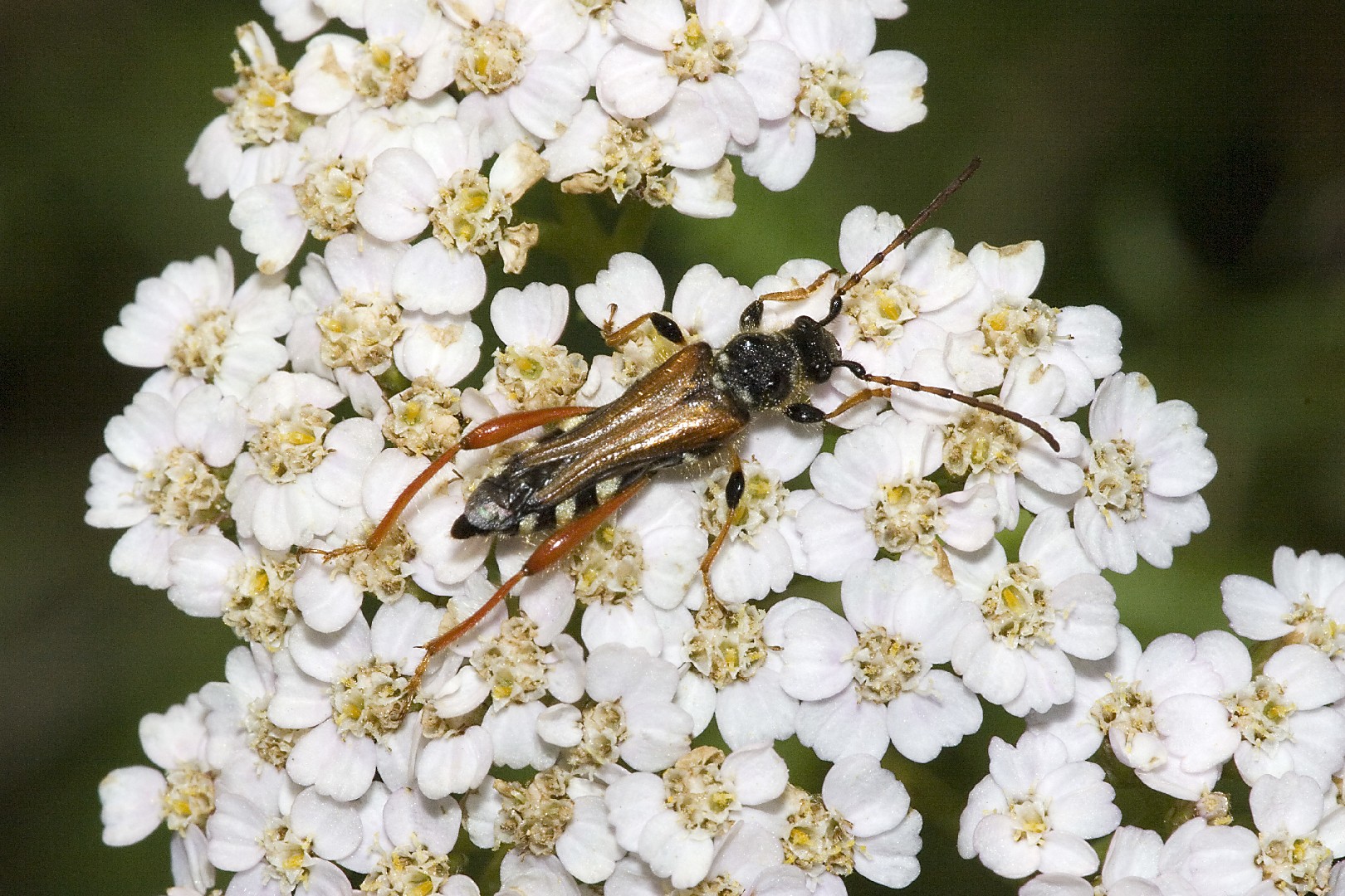 Stenopterus (Stenopterus)