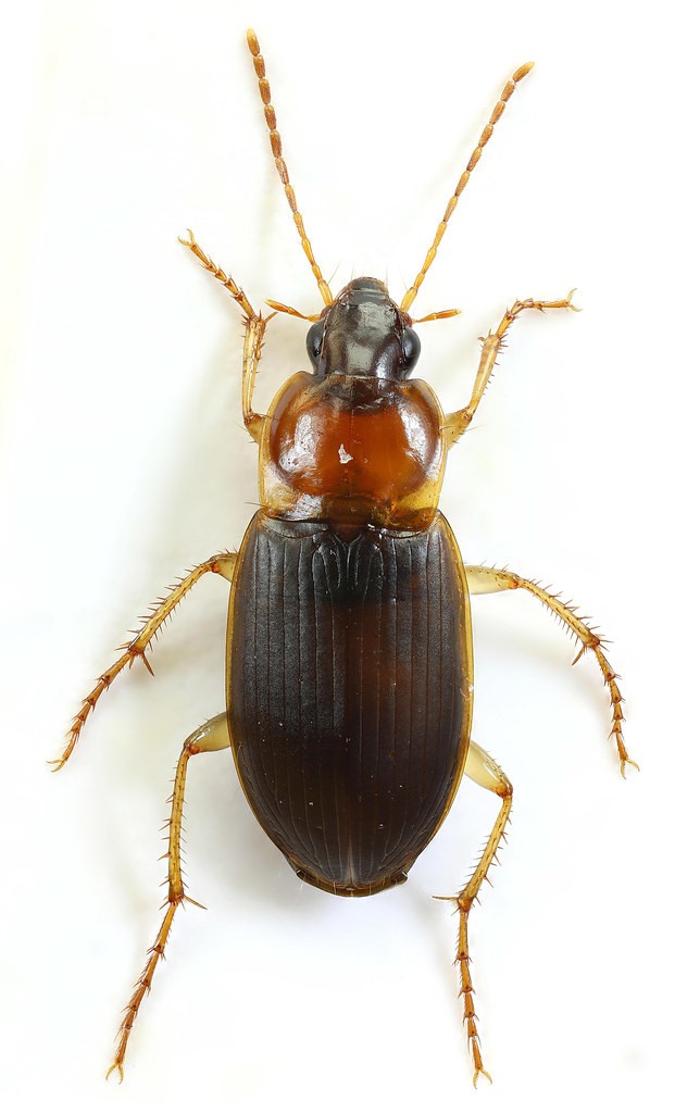 Calathus cinctus (Calathus cinctus) Picture Insect