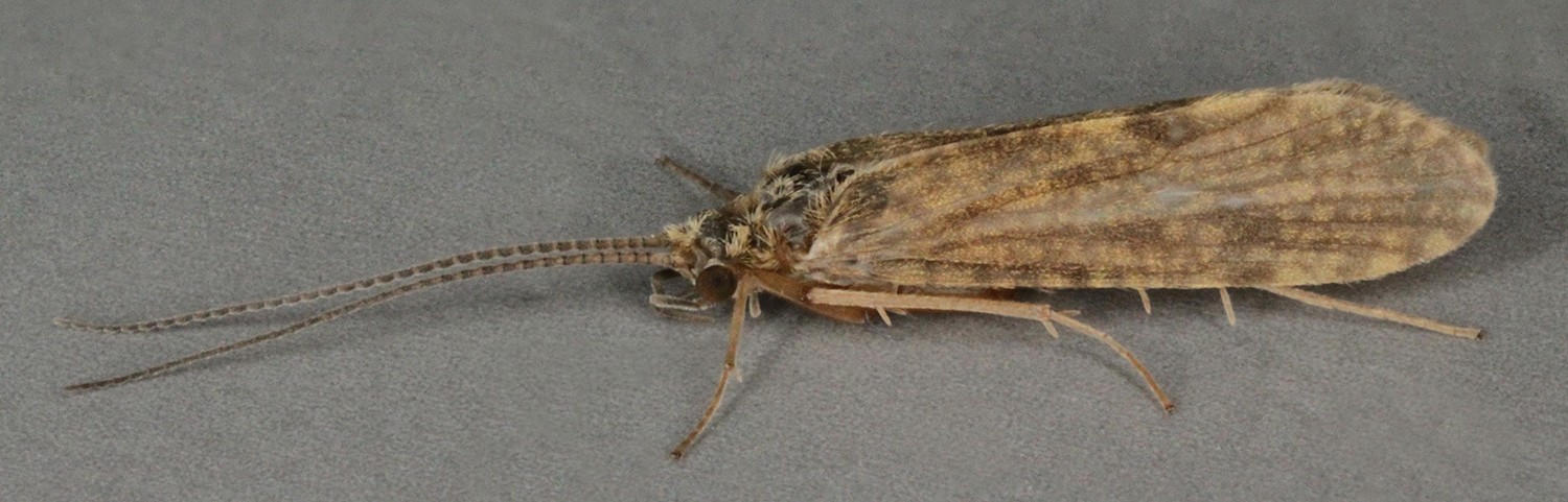 Cyrnus (Cyrnus)