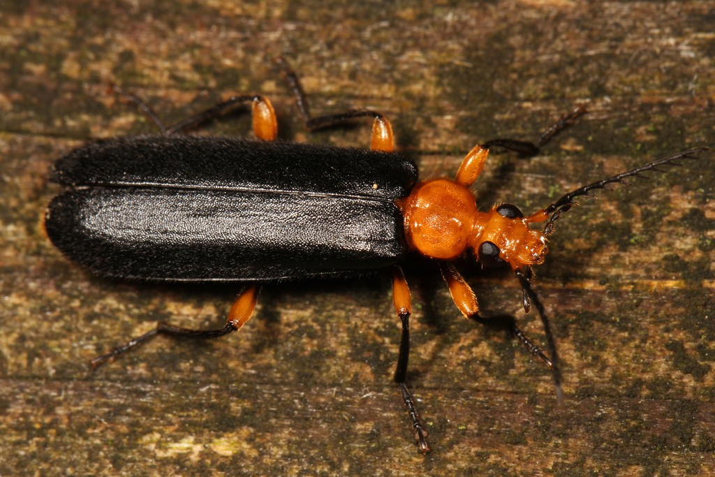 Neopyrochroa (Neopyrochroa)