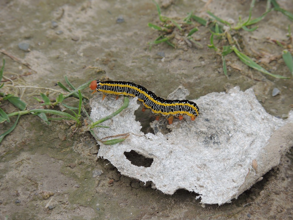 Melanchra picta (Melanchra picta) - Picture Insect