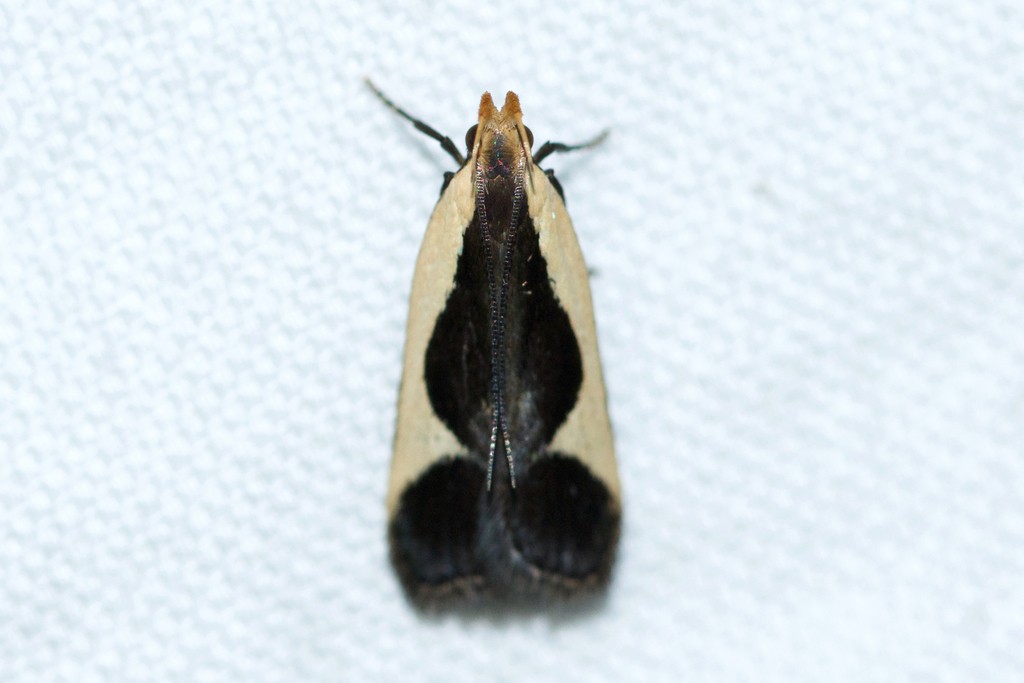 Cream-edged dichomeris moth