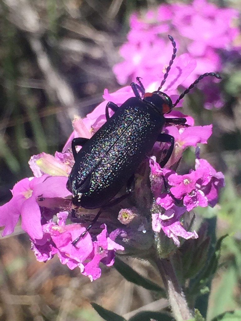 Lytta cribrata (Lytta cribrata) Picture Insect