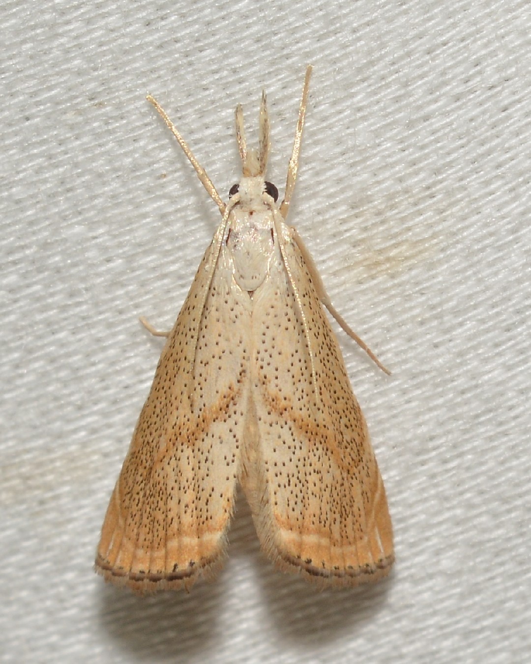 Haimbachia (Haimbachia)