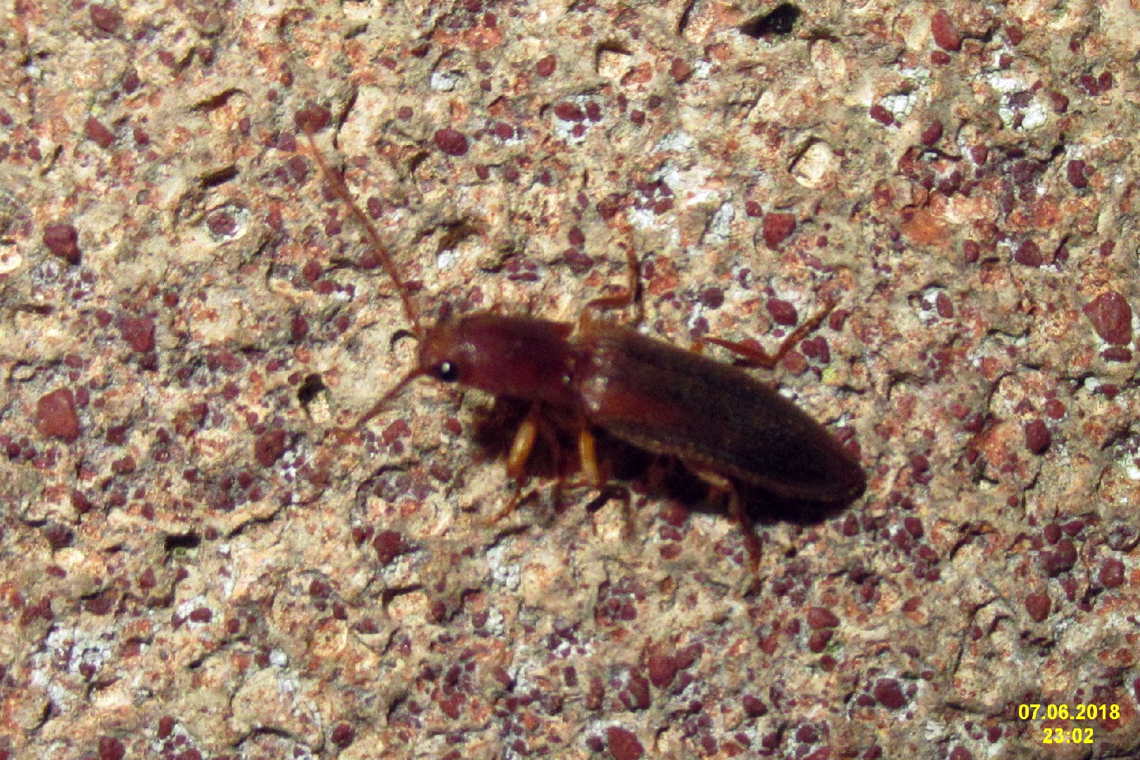 Stenagostus (Stenagostus)